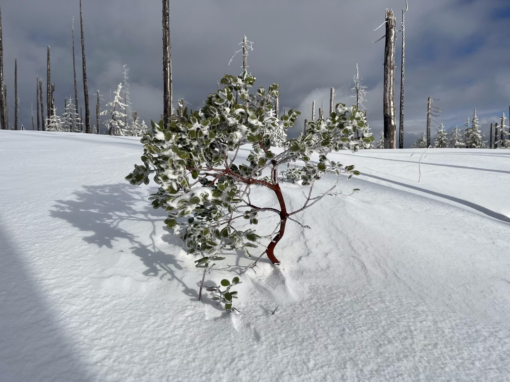 manzanitas